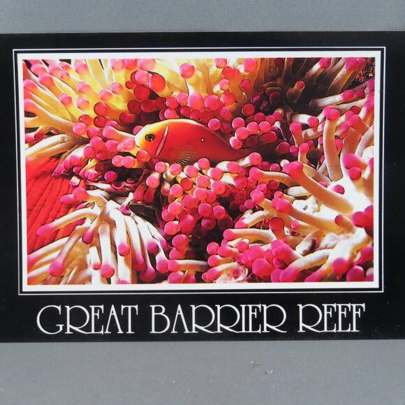 Vintage Postcard - Clownfish in an Anemone Great Barrier Reef - Peer Productions - Picture 4 of 4